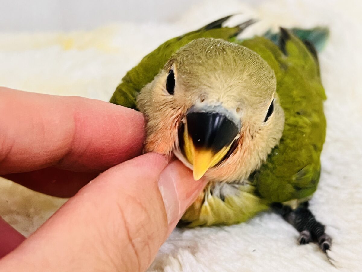 もすもす💚アイドル見たいに可愛い🎶小桜インコ（ノーマル）