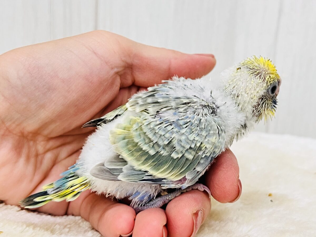 セキセイインコ