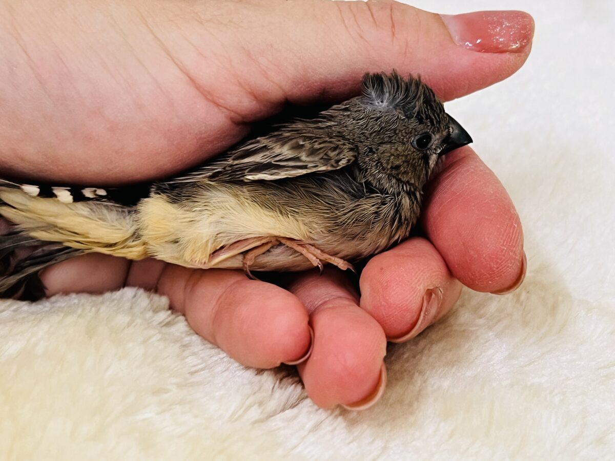 錦花鳥（キンカチョウ）