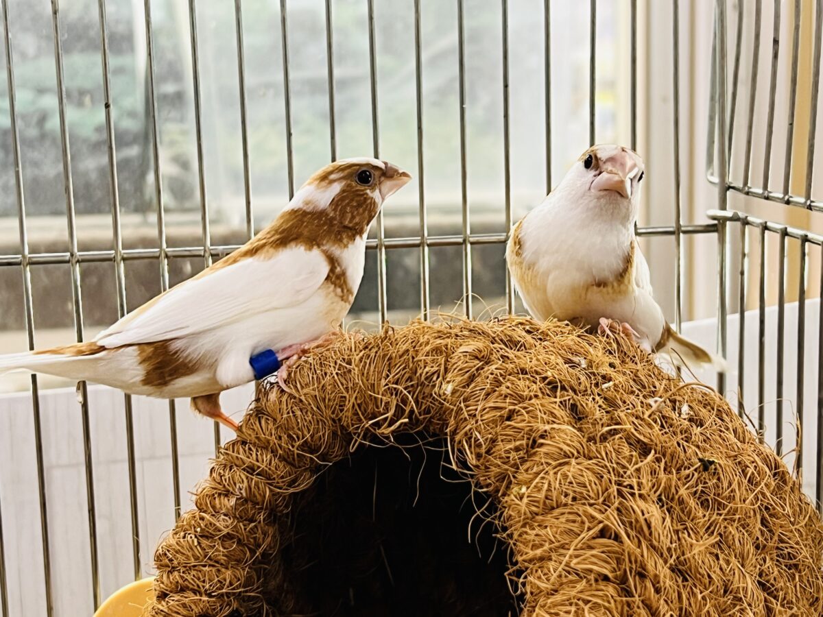 モカベージュでお揃いコーデ💕十姉妹ペア入舎しました！