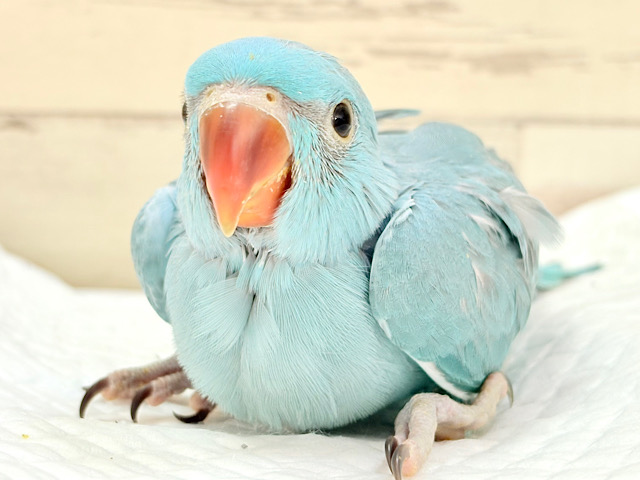 ヒナヒナフォルムはドラ〇もん!?🔔🩵ワカケホンセイインコ(ブルー) 男の子 ヒナ ヒナヒナフォルムはドラ〇もん!?🔔🩵ワカケホンセイインコ(ブルー) 男の子 ヒナ