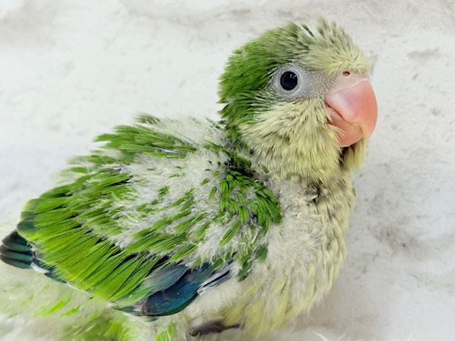 みんなをメロメロにしちゃうぞ🐥💖オキナインコ(グリーン) ヒナ みんなをメロメロにしちゃうぞ🐥💖オキナインコ(グリーン) ヒナ