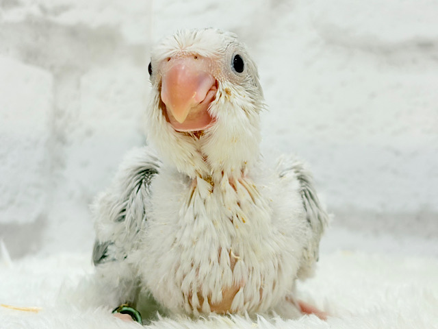 どんぐりクチバシの雪だるま⛄️💜オキナインコ(コバルトパリドオパーリン) ヒナ どんぐりクチバシの雪だるま⛄️💜オキナインコ(コバルトパリドオパーリン) ヒナ