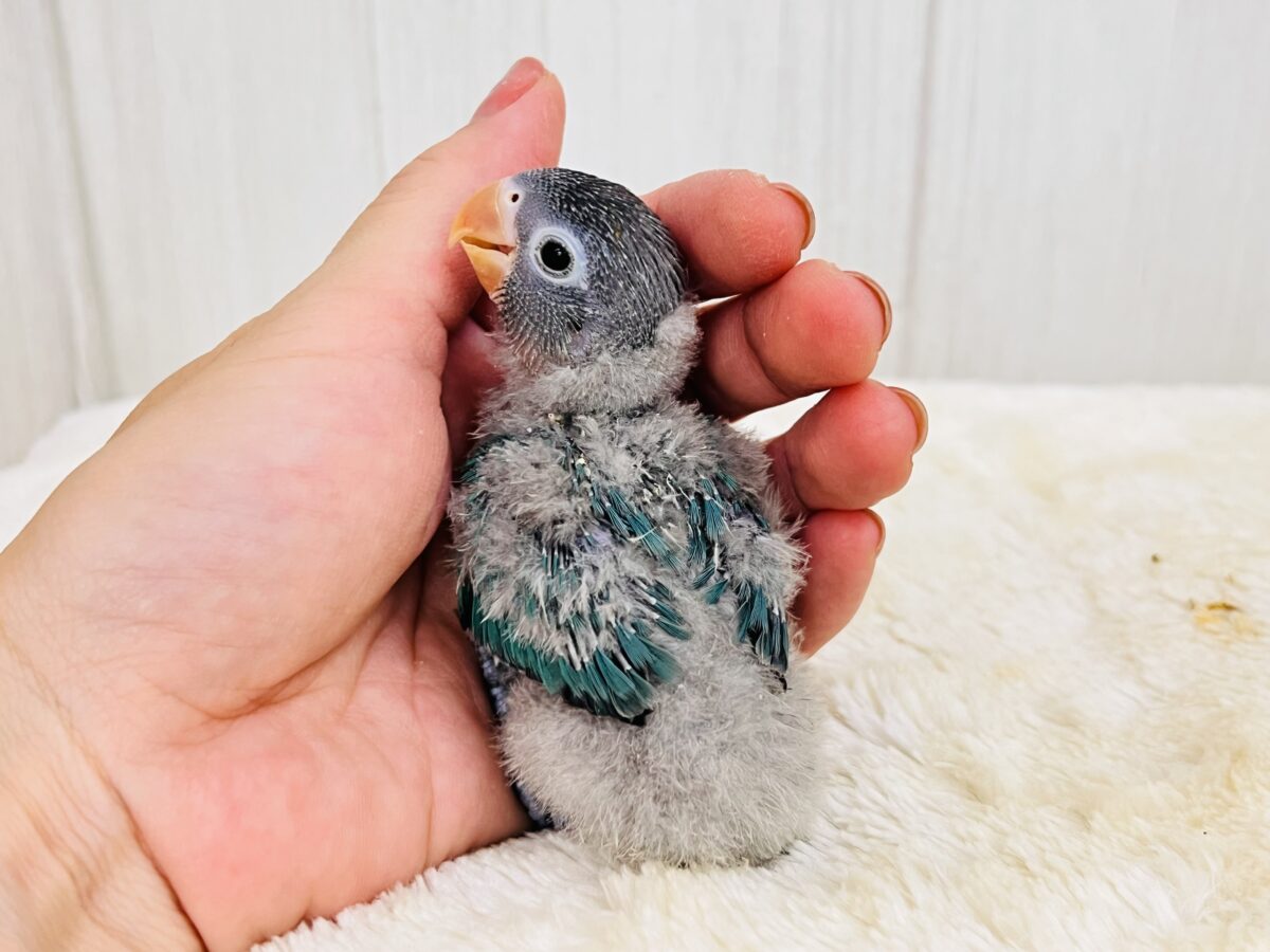 わたわた♡ぱっちりお目目のブルーボタンインコがやってきた🌟 ブルーボタンインコ