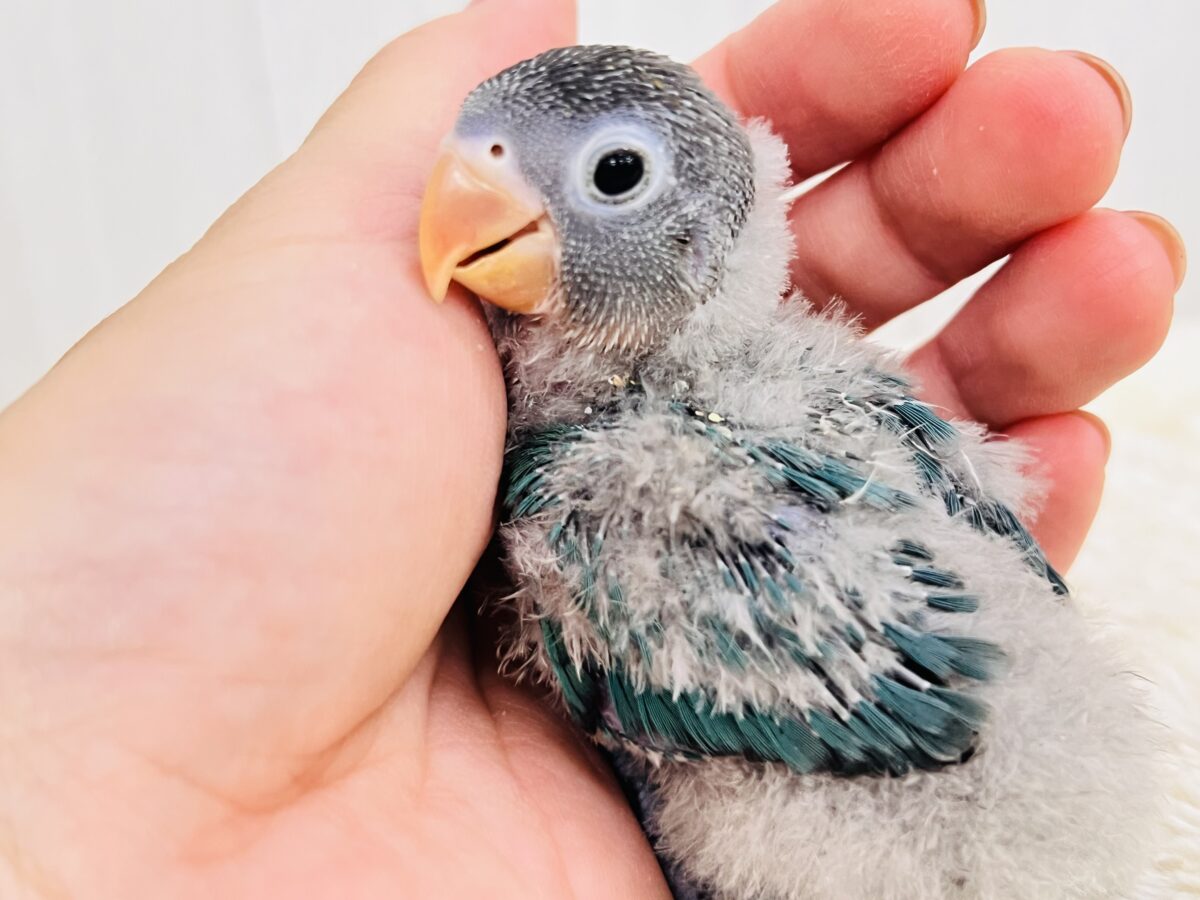 わたわた♡ぱっちりお目目のブルーボタンインコがやってきた🌟 ブルーボタンインコ