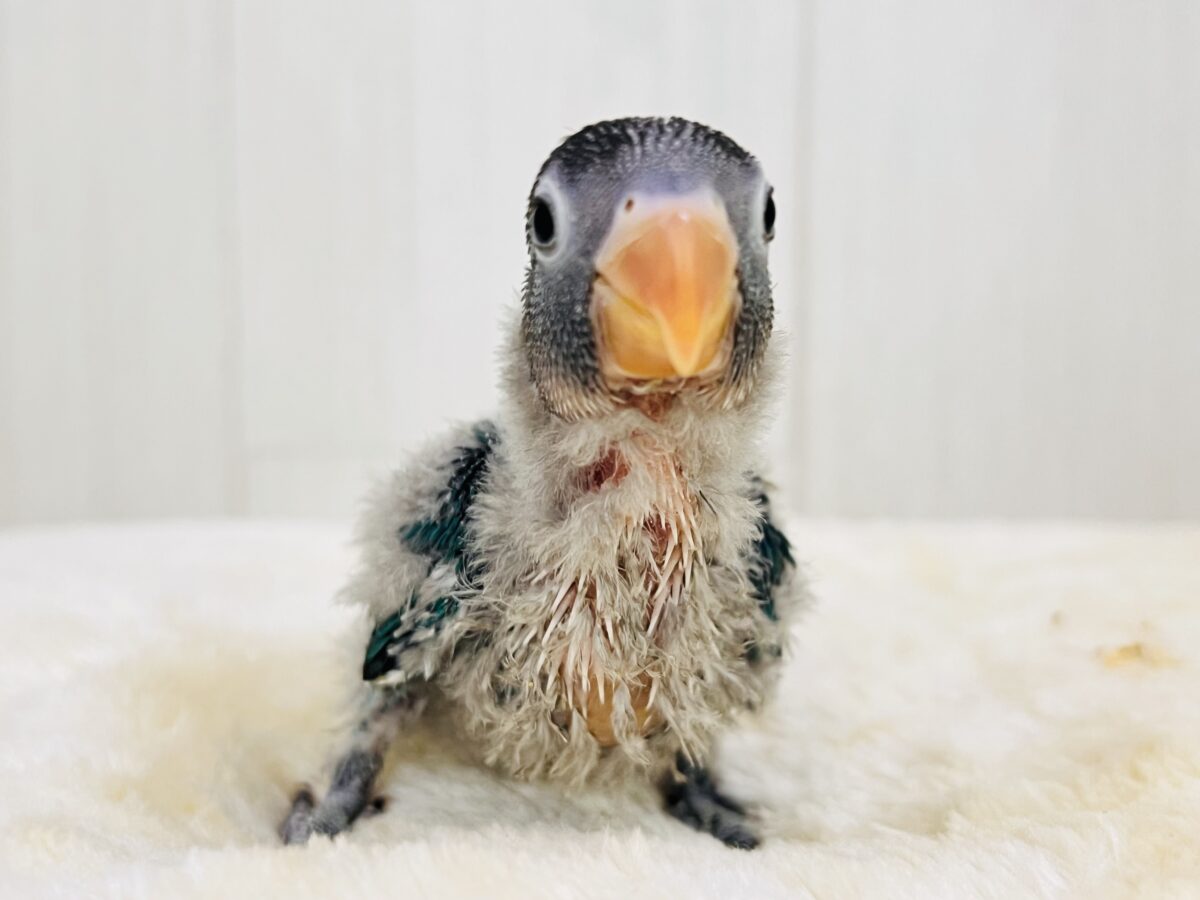 わたわた♡ぱっちりお目目のブルーボタンインコがやってきた🌟