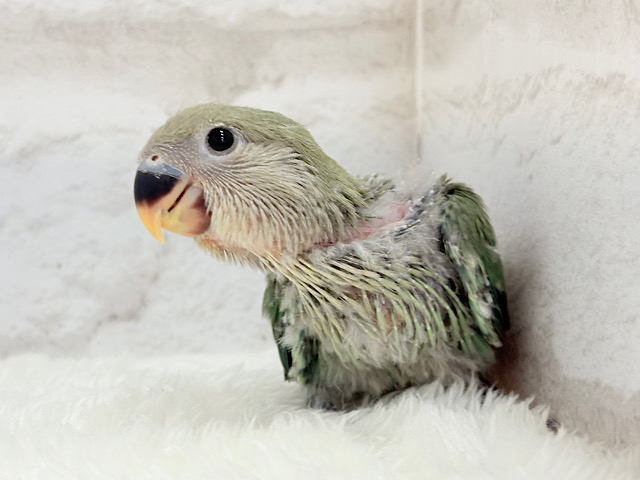 フレッシュグリーンを身に纏い…🌱 ͛.*コザクラインコ(ブルーチェリー) ヒナ フレッシュグリーンを身に纏い…🌱 ͛.*コザクラインコ(ブルーチェリー) ヒナ