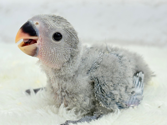 魅力いっぱい魅惑のカラー🐣🩶コザクラインコ(モーブ) ヒナ 魅力いっぱい魅惑のカラー🐣🩶コザクラインコ(モーブ) ヒナ