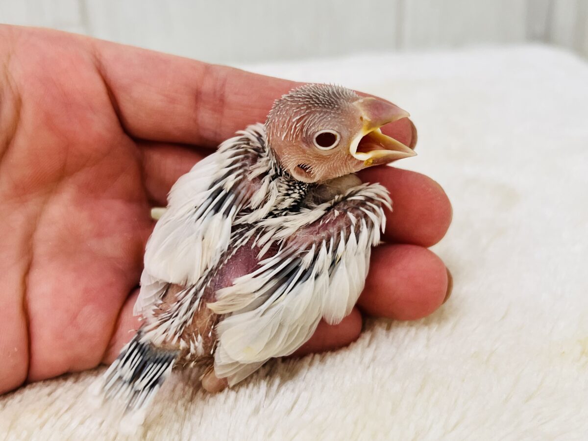 薄い銀色カラー✨🩶珍しいシルバーイノ文鳥の雛が入舎しました! シルバーイノ文鳥