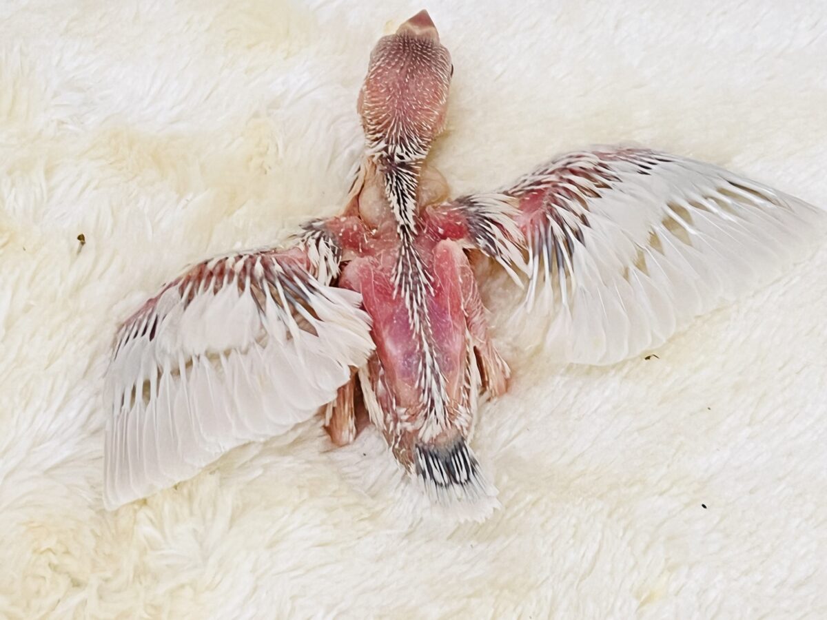 薄い銀色カラー✨🩶珍しいシルバーイノ文鳥の雛が入舎しました! シルバーイノ文鳥
