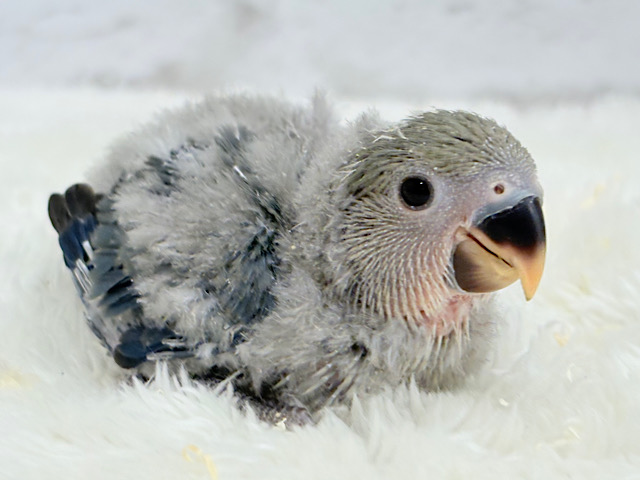 わた毛たっぷりベビちゃん🐣💜コザクラインコ(バイオレット) ヒナ わた毛たっぷりベビちゃん🐣💜コザクラインコ(バイオレット) ヒナ