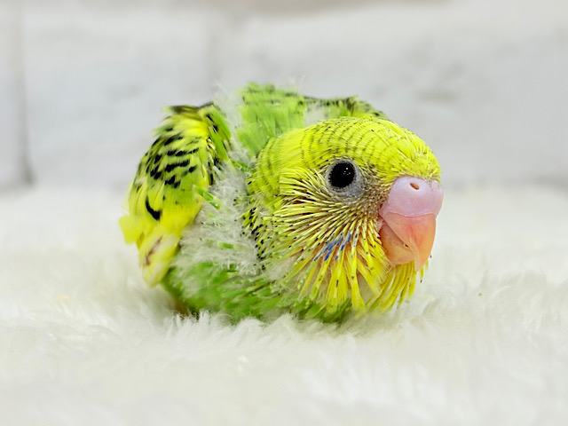 ビタミンカラーのお花が咲いた🐣🌼セキセイインコ(パイド) ヒナ ビタミンカラーのお花が咲いた🐣🌼セキセイインコ(パイド) ヒナ