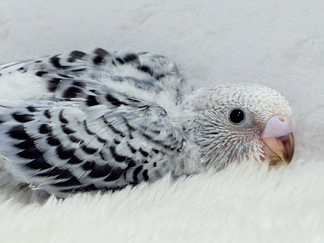 おめめきゅるんっ♡未来が楽しみ🪅セキセイインコ(グレーオパーリン) ヒナ