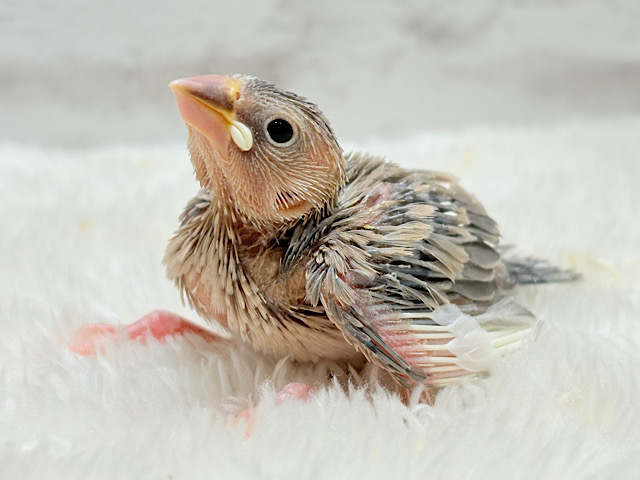 目に映る世界、見てみたい🐣🌏パステル文鳥 ヒナ 目に映る世界、見てみたい🐣🌏パステル文鳥 ヒナ