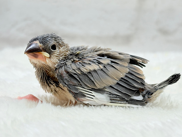 風切羽にひと癖あるよ🪶🫧桜文鳥 ヒナ