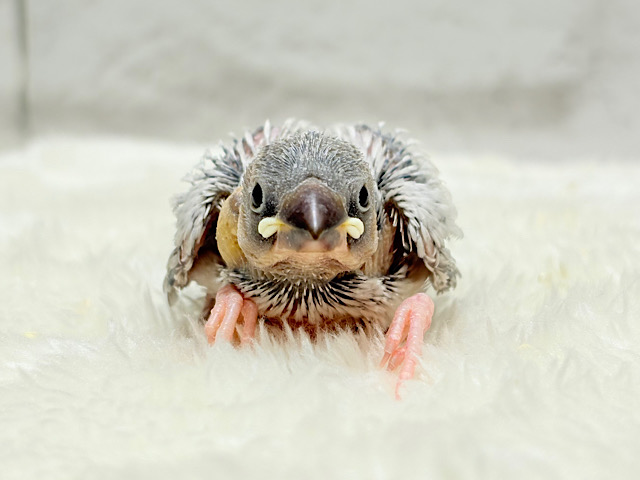 高級感ある羽色が魅力🐣🩶シルバー文鳥 ヒナ 高級感ある羽色が魅力🐣🩶シルバー文鳥 ヒナ