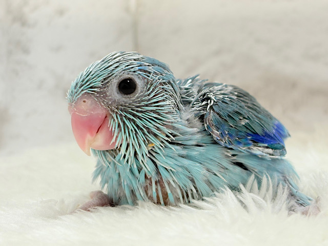 美形怪獣に魅了されるゾ🐣💙マメルリハ(ブルー)男の子 ヒナ 美形怪獣に魅了されるゾ🐣💙マメルリハ(ブルー)男の子 ヒナ