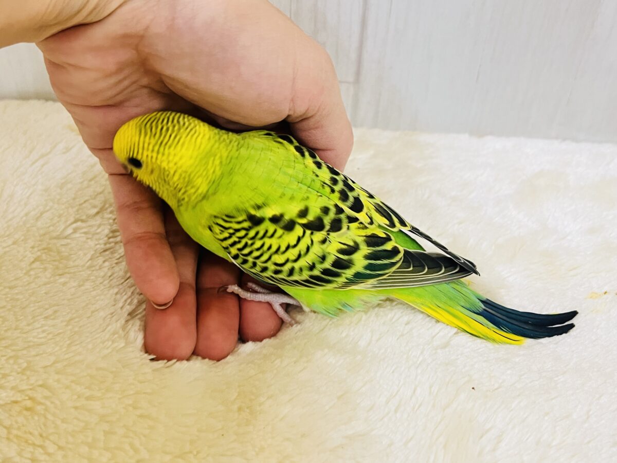 セキセイインコ