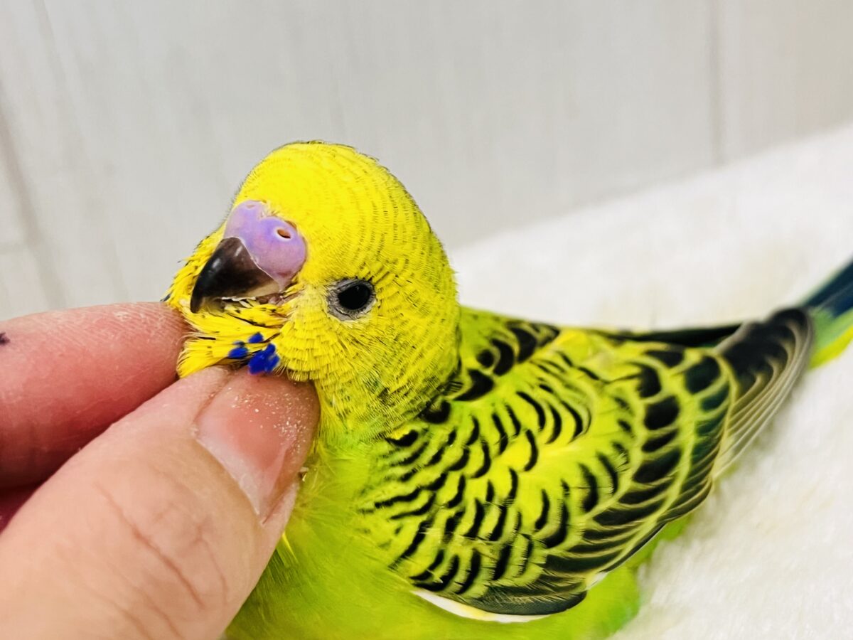 セキセイインコ