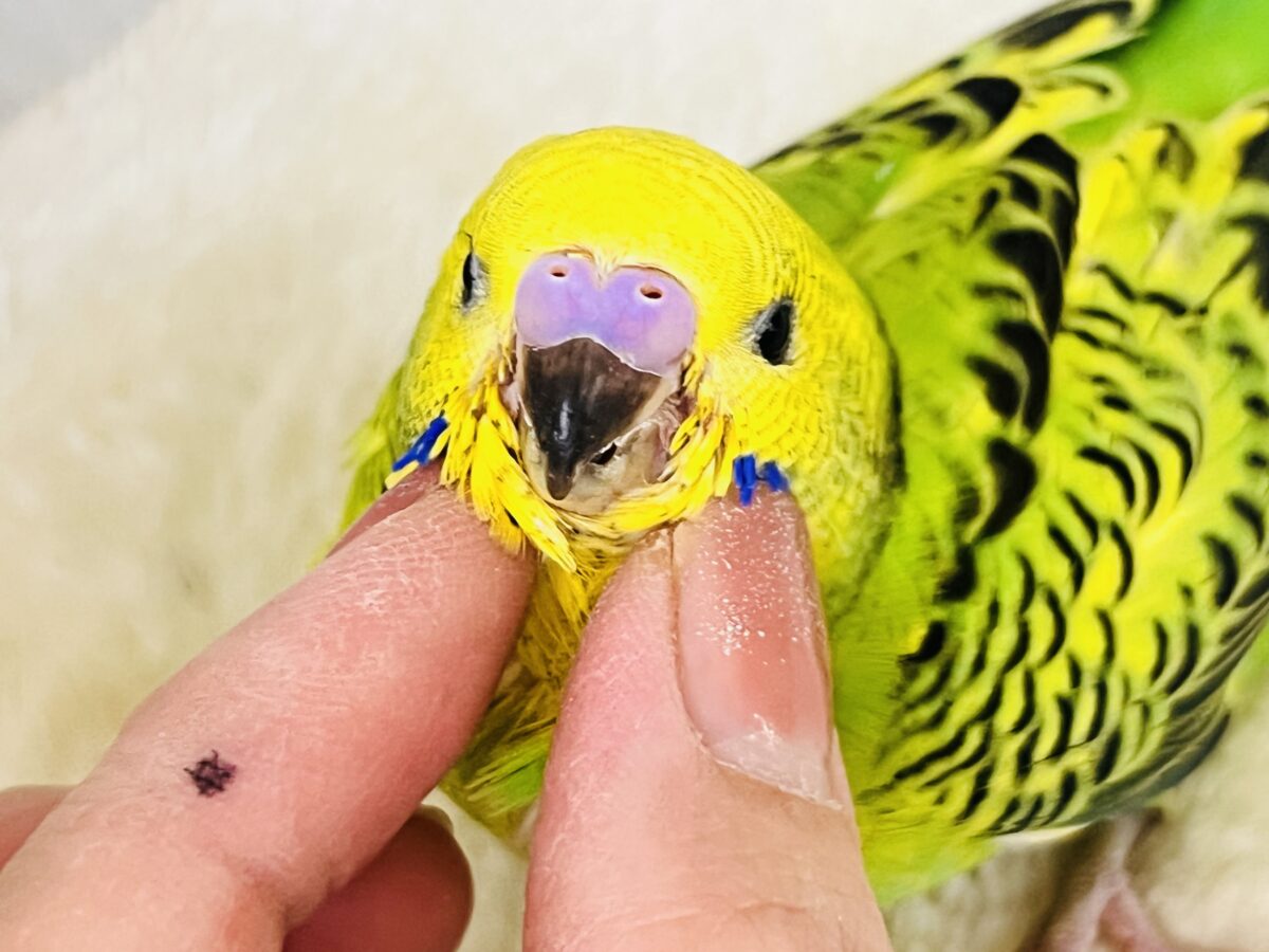 セキセイインコ