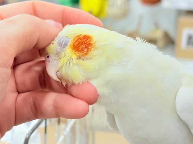 キリッと顔の甘々ちゃん🐥💖オカメインコ(ルチノー)