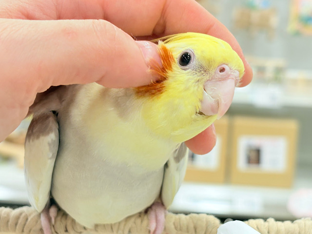 お顔とカラーに癒される🐥🫧オカメインコ(シナモンパイド)