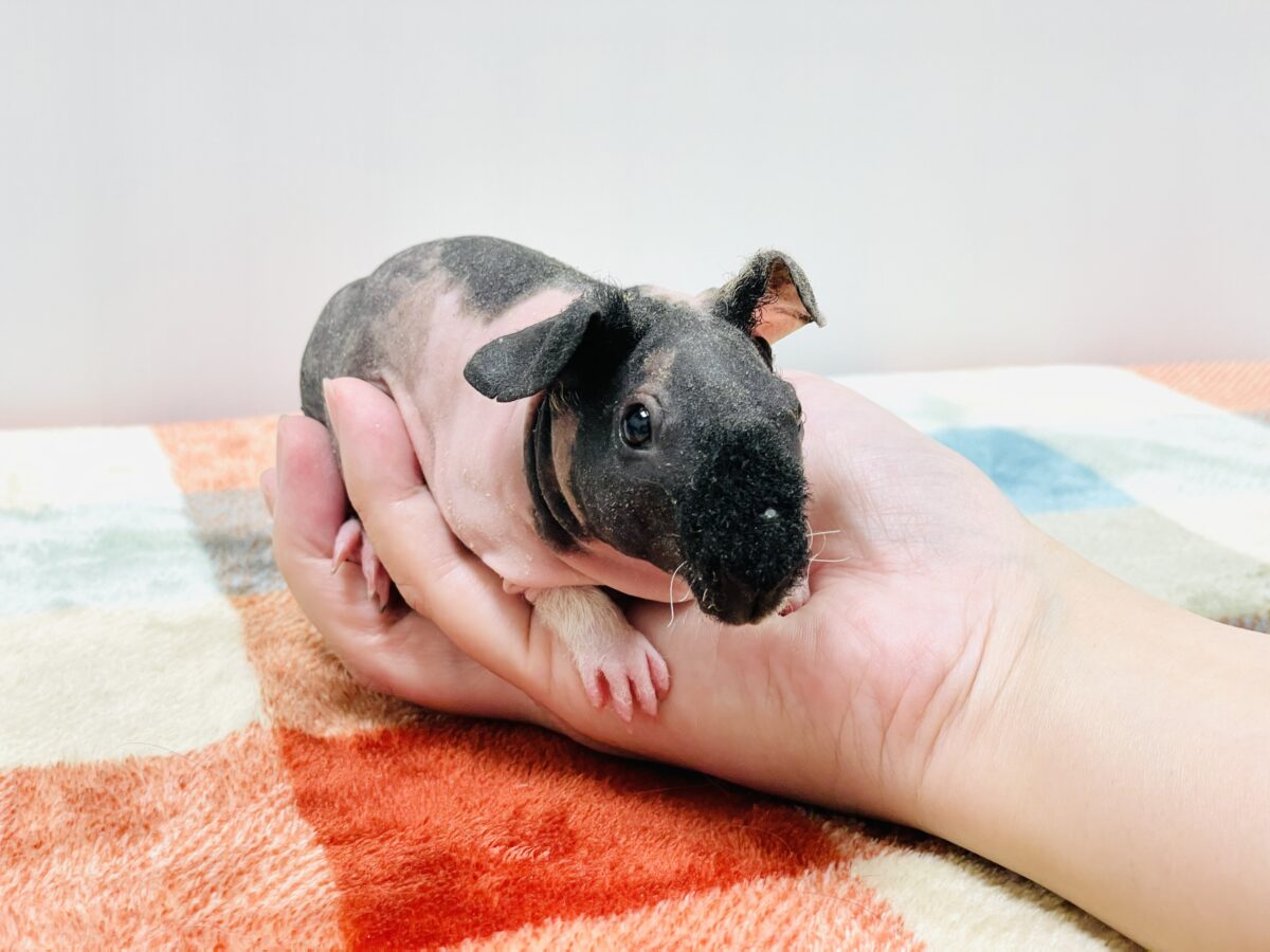 ブタさんじゃないよ〜🐷スキニーギニアピッグ(女の子) スキニーギニアピッグ