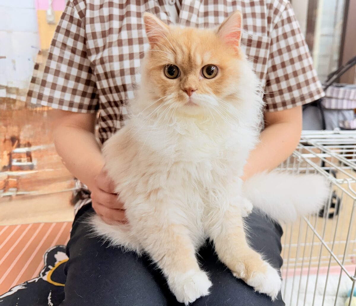 最新画像📸立ち耳スコティッシュフォールド(レッドタビー&ホワイト)男の子♫超絶甘えんぼ〜ハンモックがお気に入り♪ スコティッシュフォールド