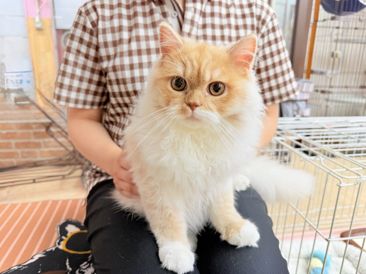 最新画像📸立ち耳スコティッシュフォールド(レッドタビー&ホワイト)男の子♫超絶甘えんぼ〜ハンモックがお気に入り♪ スコティッシュフォールド