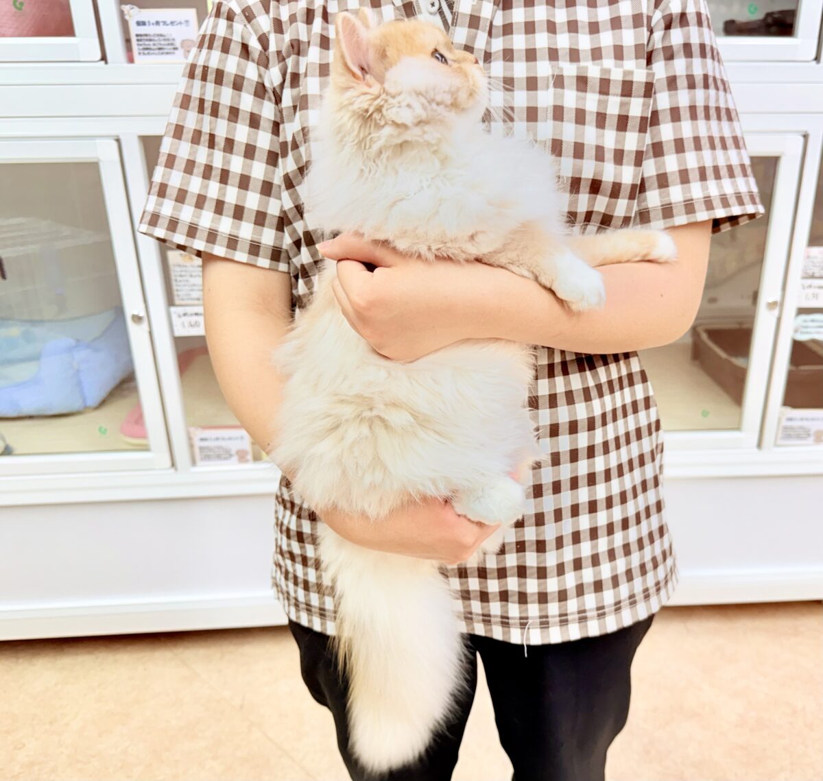 最新画像📸立ち耳スコティッシュフォールド(レッドタビー&ホワイト)男の子♫超絶甘えんぼ〜ハンモックがお気に入り♪ スコティッシュフォールド