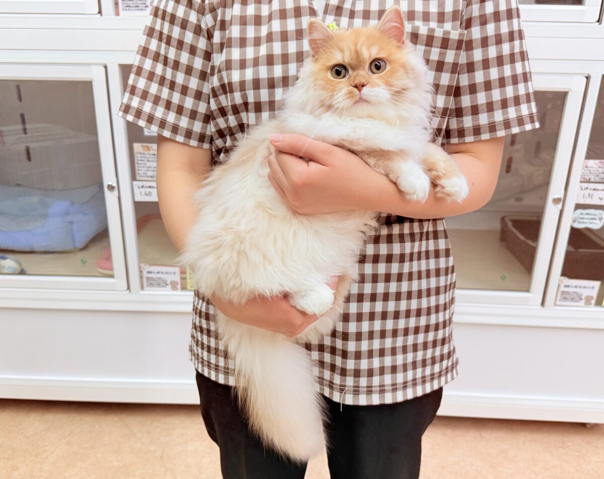 最新画像📸立ち耳スコティッシュフォールド(レッドタビー&ホワイト)男の子♫超絶甘えんぼ〜ハンモックがお気に入り♪ スコティッシュフォールド