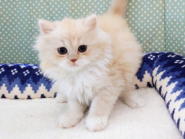 最新画像📸立ち耳スコティッシュフォールド(レッドタビー&ホワイト)男の子♫超絶甘えんぼ〜ハンモックがお気に入り♪ スコティッシュフォールド