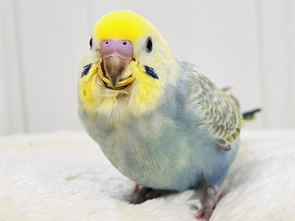 画像更新☆奥深き。。魅力を詰め込んだセキセイインコ（レインボー）