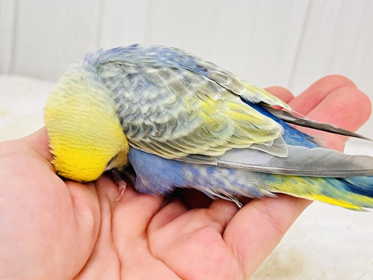 セキセイインコ