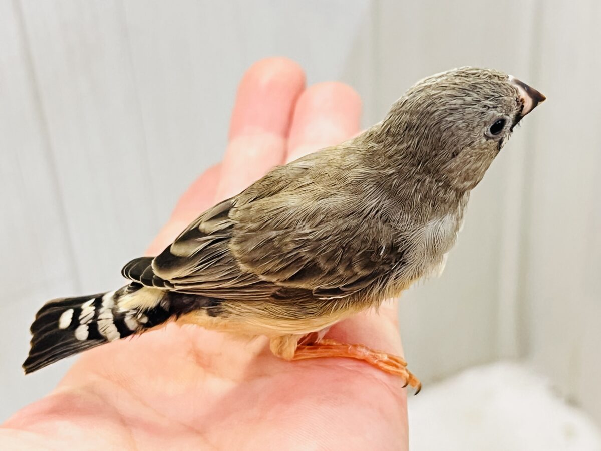 錦花鳥（キンカチョウ）