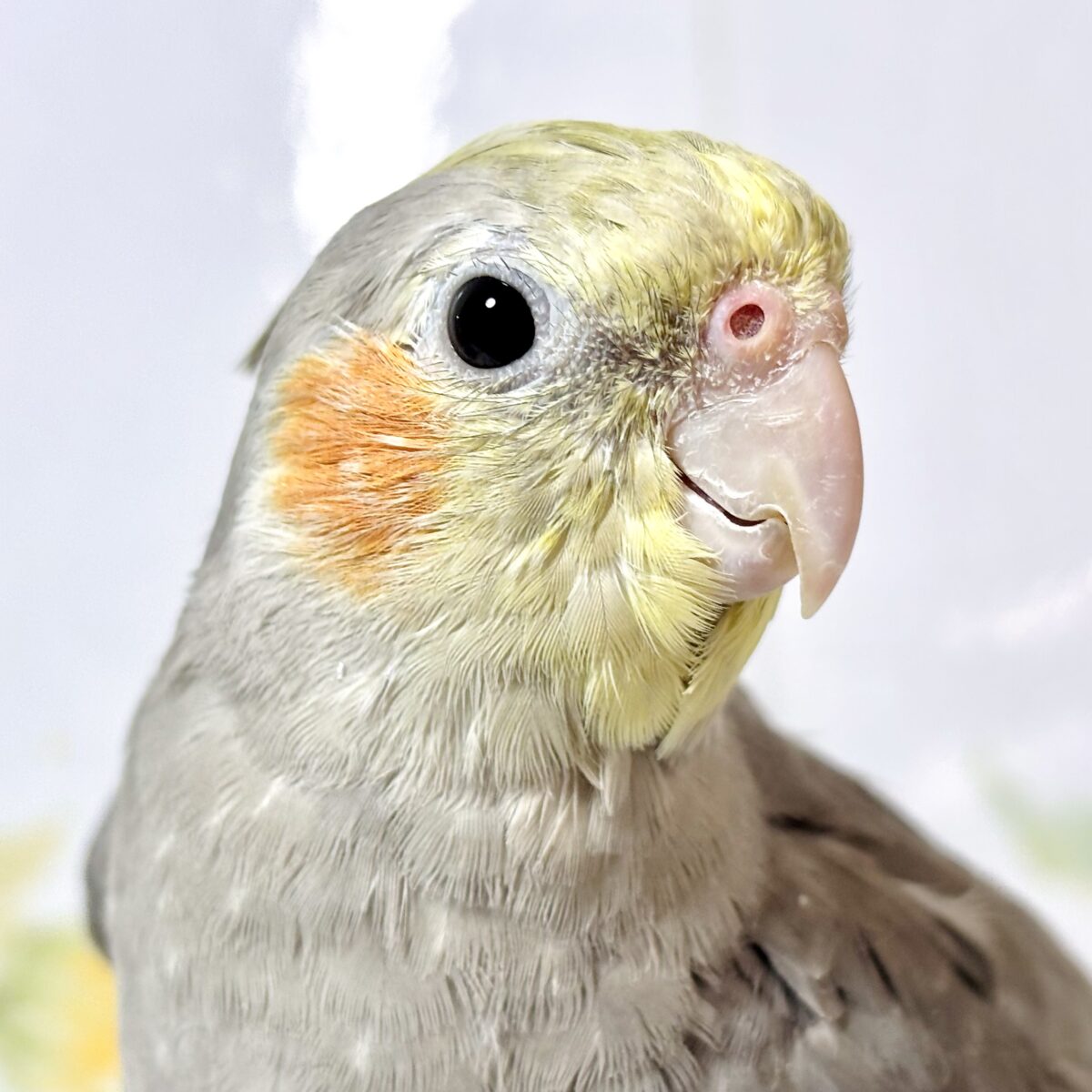 オカメインコ ノーマル  🩶🌼✨