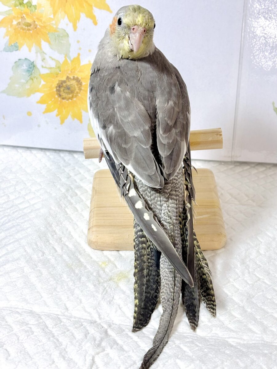 オカメインコ