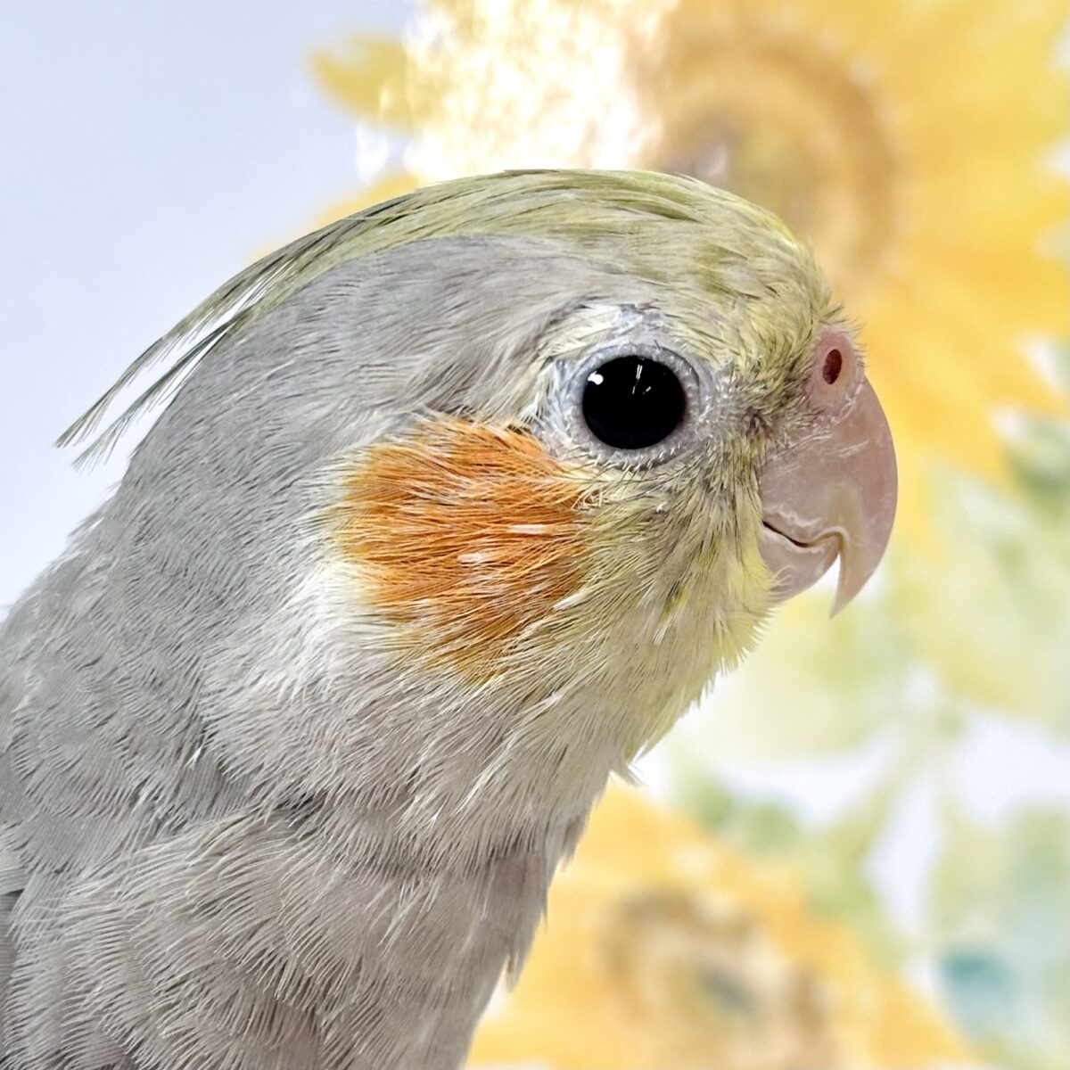 オカメインコ ノーマル 🩶🌼✨ オカメインコ