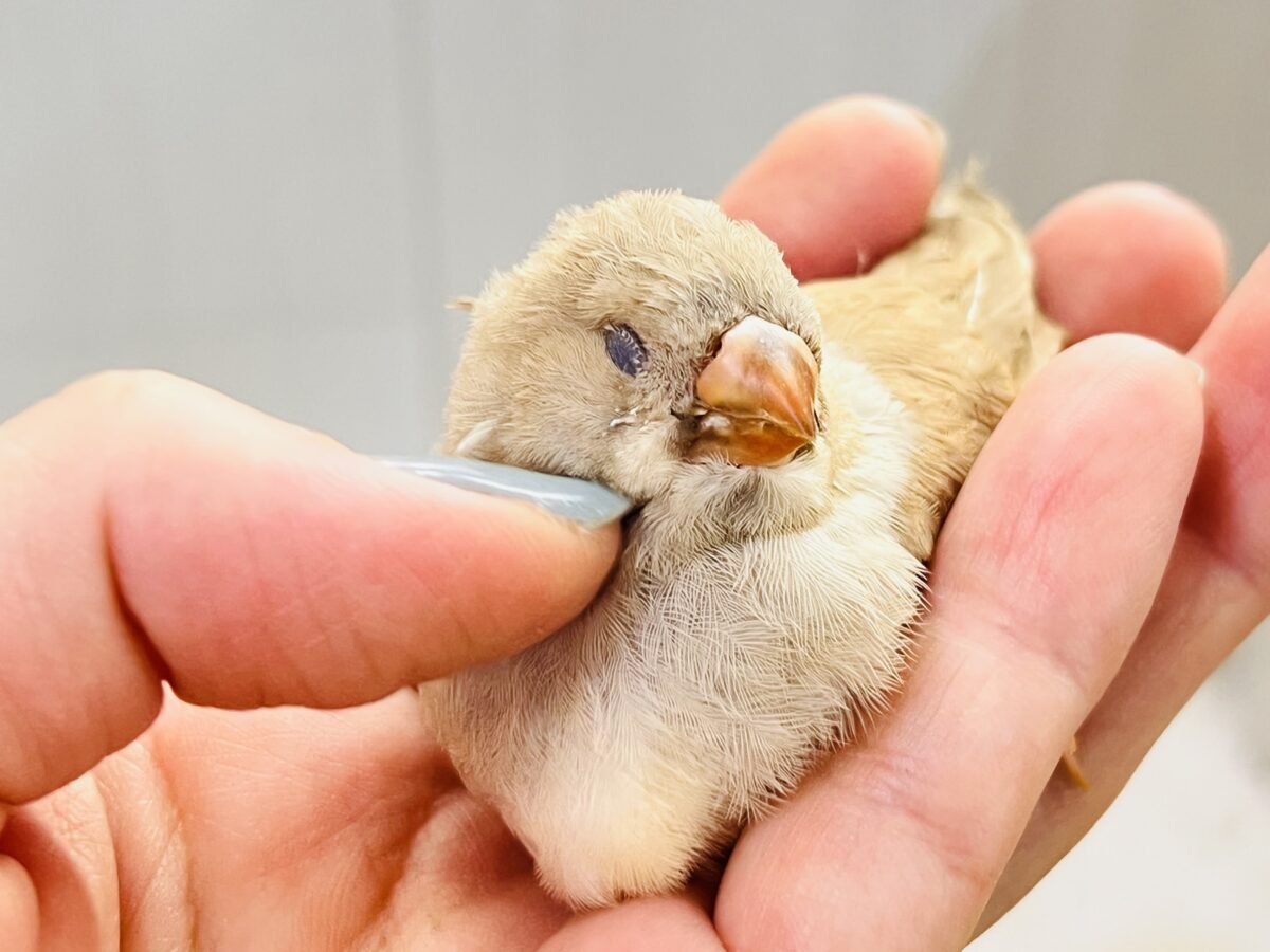 ジャンボキンカチョウ