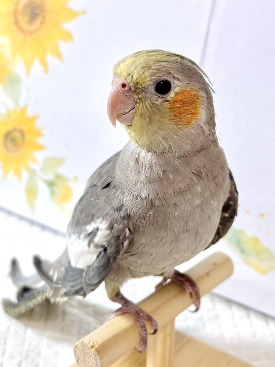 オカメインコ