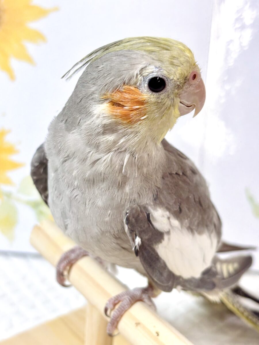 オカメインコ