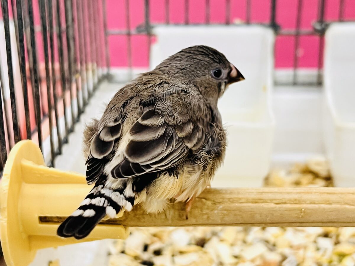 錦花鳥（キンカチョウ）