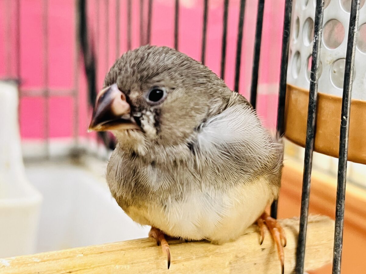 画像更新☆世界は広いよ🌏🎶元気いっぱいキンカチョウ🌟