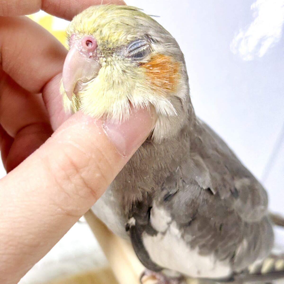 オカメインコ
