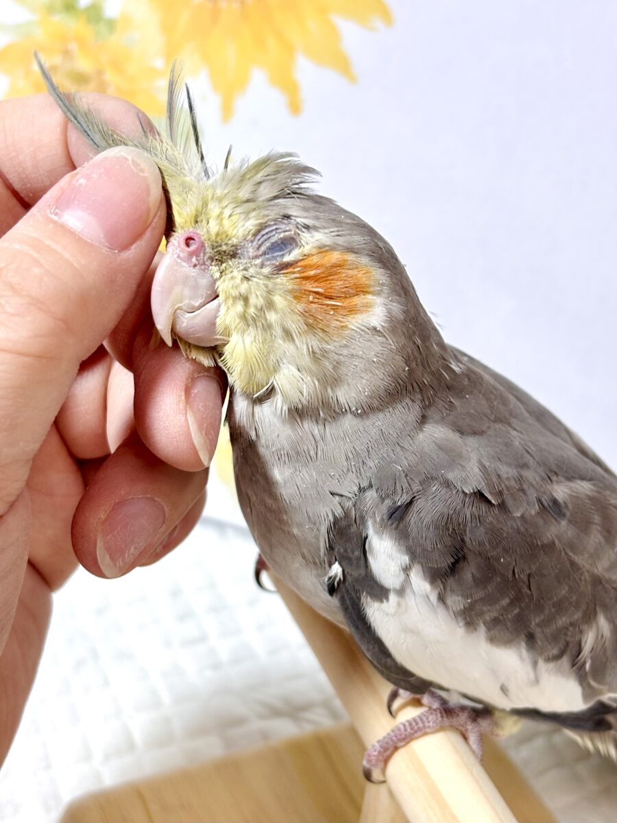 オカメインコ