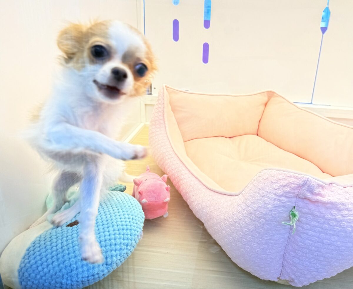 最新画像📸ロングコートチワワ(フォーン&ホワイト)女の子♪グレーのおめめがキラリ✨サークルデビューしています! チワワ