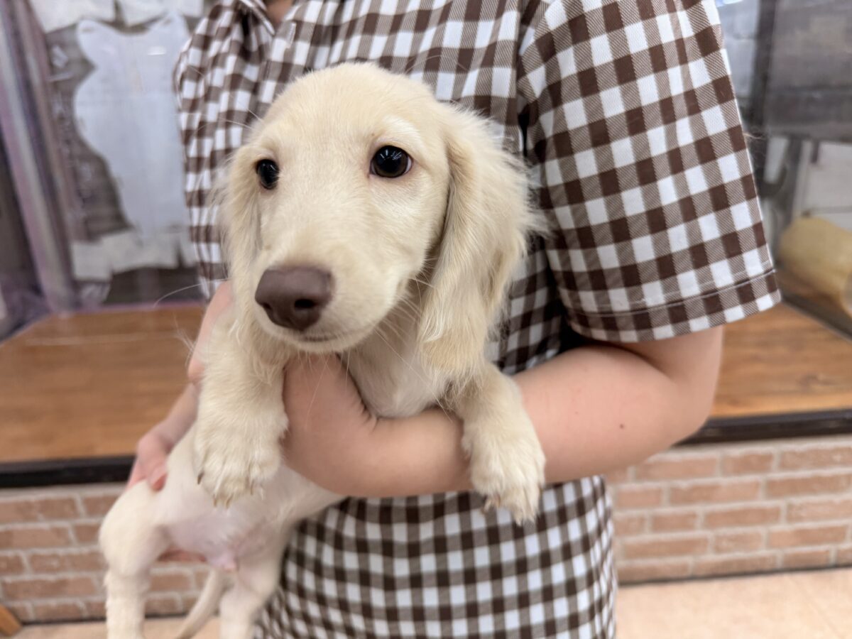 ミニチュアダックス