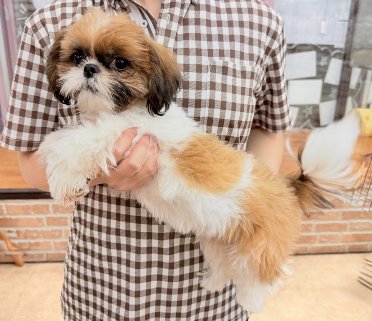 最新画像📸動画あり🎥シーズー(ゴールド&ホワイト)女の子♪広いサークルにお引っ越ししました! シーズー
