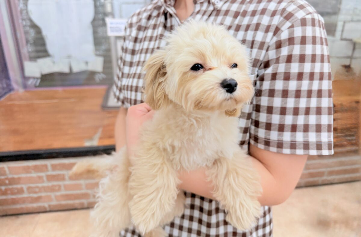マルプー