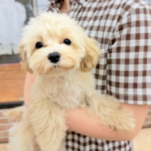 動画あり🎥ハーフ犬（マルチーズ×トイプードル）女の子♪店内お散歩練習中！